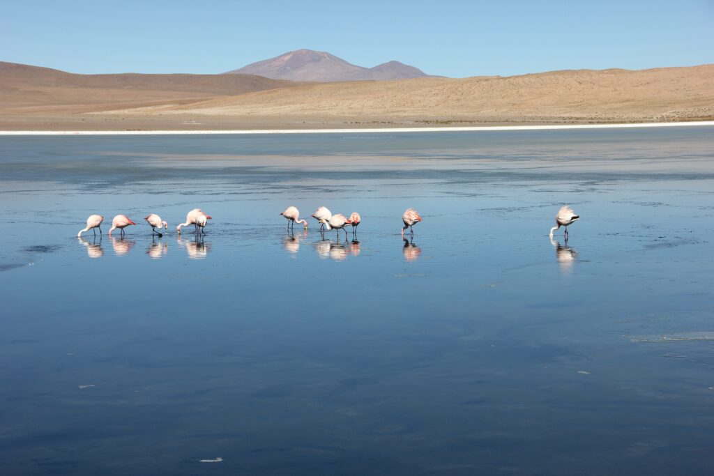 Image: Dynamic versus Static Groups in Act!